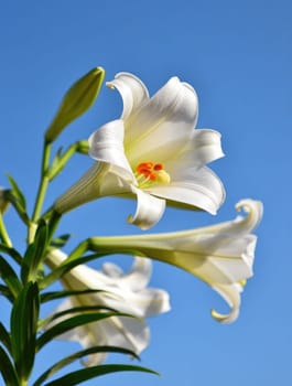 White lilies with vibrant orange centers bloom gracefully against a bright blue sky. The scene captures the essence of spring with lush green leaves enhancing the floral display.
