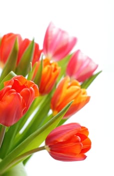 Bright tulips in various shades of orange and pink stand tall with green leaves, displaying the beauty of spring. The arrangement creates a cheerful atmosphere, perfect for seasonal celebrations.