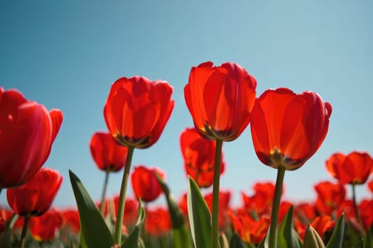 A field filled with blooming red tulips sways gently in the breeze. The clear blue sky creates a beautiful backdrop, highlighting the vivid colors of the flowers during spring.