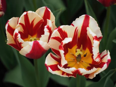 Two vibrant red and white striped tulips stand out in a lush green garden during the spring season, showcasing their rich colors and intricate petal patterns that attract visitors.