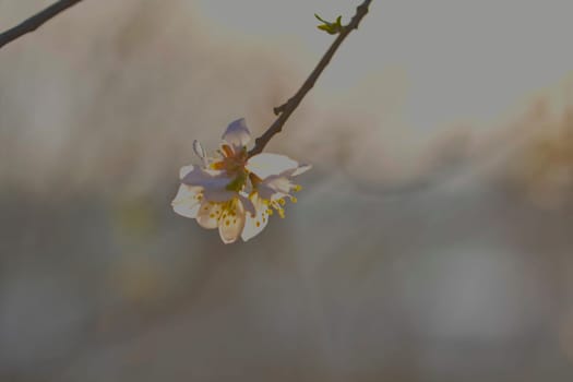 Blossoms on almond trees. Blooming almond trees in almond orchard. Concept of flowering trees in spring. The concept of agriculture and orcharding. Petals of flowers on almond trees. Macro image, close-up.