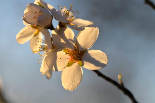 Blossoms on almond trees. Blooming almond trees in almond orchard. Concept of flowering trees in spring. The agricultural and orcharding concept. Macro image, close-up.