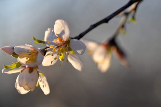 Blossoms on almond trees. Blooming almond trees in almond orchard. Concept of budding trees in spring. The concept of agriculture and orcharding. Petals of flowers on almond trees at dusk.