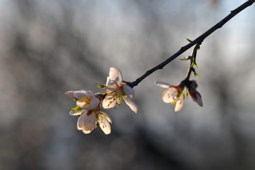 Blossoms on almond trees. Blooming almond trees in almond orchard. Concept of the flowering trees in spring. The concept of farm and orchard. Petals of flowers on almond trees at nightfall.