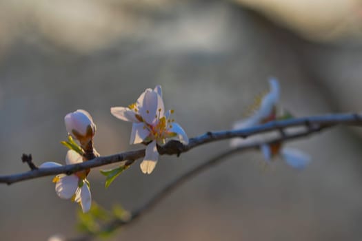Blossoms on almond trees. Flowering almond trees in almond orchard. Concept of budding trees in spring. The concept of growing and orchard farming. Petals of flowers on almond trees at twilight.