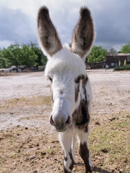 Cute young donkey foal with big ears looking at the camera in a sanctuary setting with background blurred