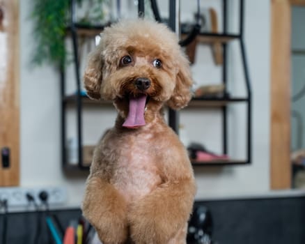 Freshly groomed poodle in a grooming salon