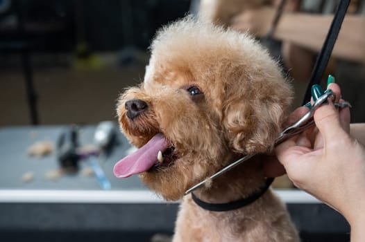 Groomer grooming a chocolate mini poodle