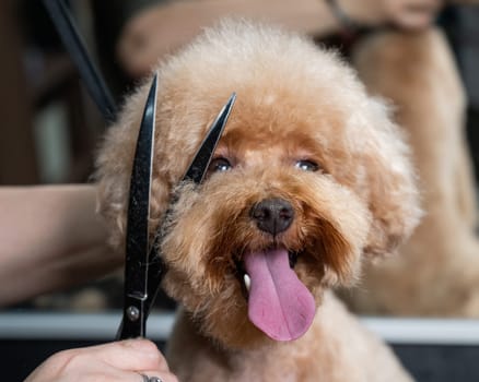 Groomer grooming a chocolate mini poodle