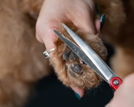 A groomer uses scissors to trim the fur on a chocolate mini poodle's paws