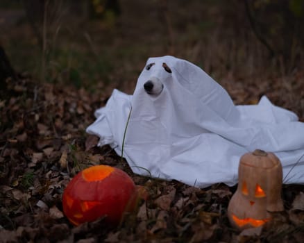Jack Russell Terrier dog in a ghost costume for Halloween in the woods