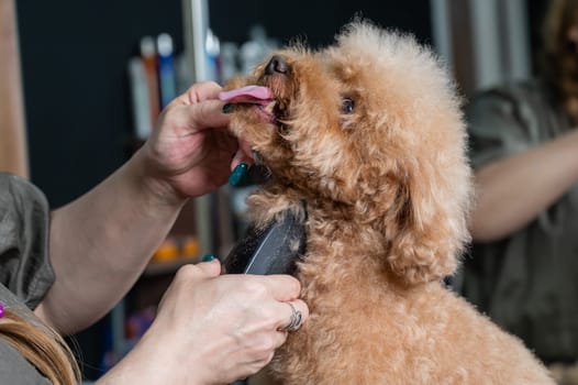 A groomer uses an electric razor to trim a poodle's hair