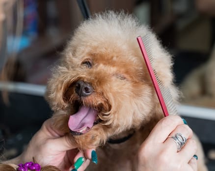 Groomer combing poodle in salon