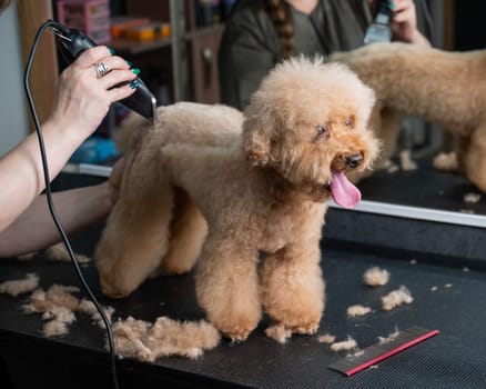 A groomer uses an electric razor to trim a poodle's hair