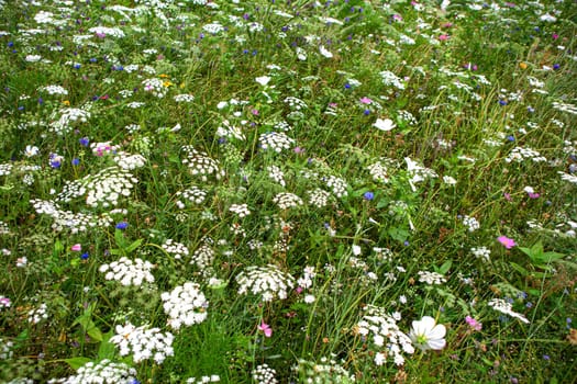 Wildflowers in spring in the countryside