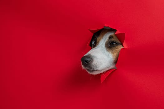 Funny Jack Russell Terrier dog sticks out through a red cardboard background. Copy space
