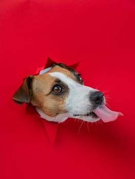 Funny dog licks his nose. Jack Russell Terrier head sticking out through red cardboard background. Vertical photo