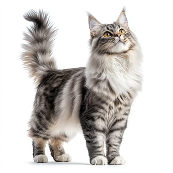 A Maine Coon cat showcases its luxurious silver-gray coat while standing upright with its tail raised. The cat gazes curiously to the side, displaying its striking features against a white backdrop.