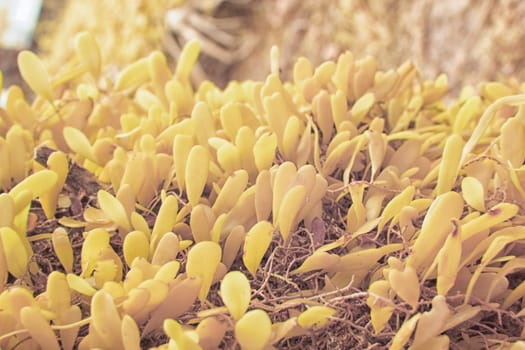 infrared images of wild species fungi that sprout out from the tree bark.