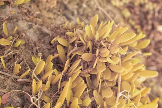 infrared images of wild species fungi that sprout out from the tree bark.