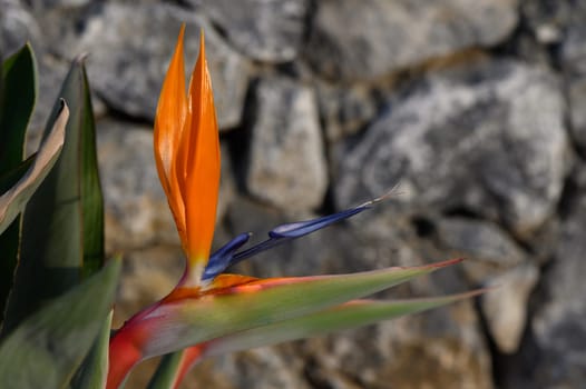 A striking orange and blue flower stands tall against a rugged stone wall. Sunlight enhances its vibrant colors, showcasing nature's artistry in a serene outdoor setting.