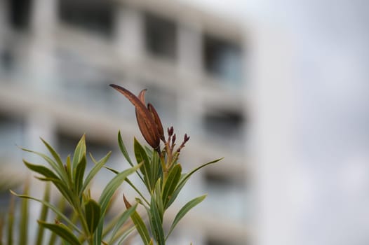 Bright green leaves cradle budding flowers in an urban garden, highlighting nature's beauty amidst a contemporary building. A peaceful moment of growth and renewal.
