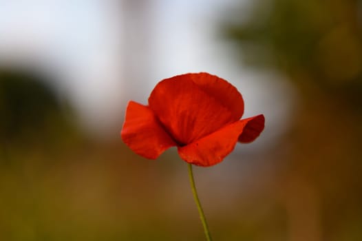 In a lush field, a singular red poppy stands tall, its delicate petals catching the warm hues of sunset. The gentle breeze rustles around it, creating a peaceful atmosphere filled with nature's charm.