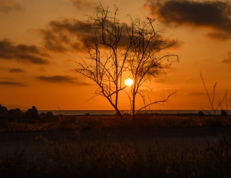 As the sun sets near the shore, it casts a warm glow over the landscape, highlighting a lone tree. The tranquil ocean reflects the stunning orange and gold hues of the evening sky.