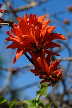 Bright orange blossoms burst with life, reaching out from their lush green surroundings. The clear blue sky serves as a picturesque backdrop, enhancing the beauty of spring.