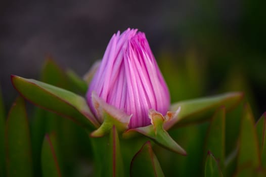 A beautiful pink flower bud emerges from lush green foliage, showcasing intricate petal formations under the soft glow of dusk. Nature's artistry captivates with vibrant colors.