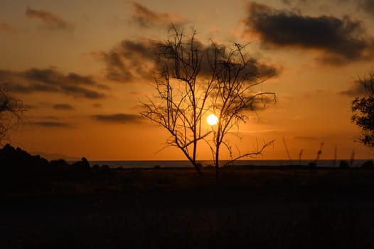 As the sun descends towards the horizon, warm golden hues illuminate the sky. A lone tree casts a silhouette against the vibrant backdrop, creating a serene coastal atmosphere that captivates all.