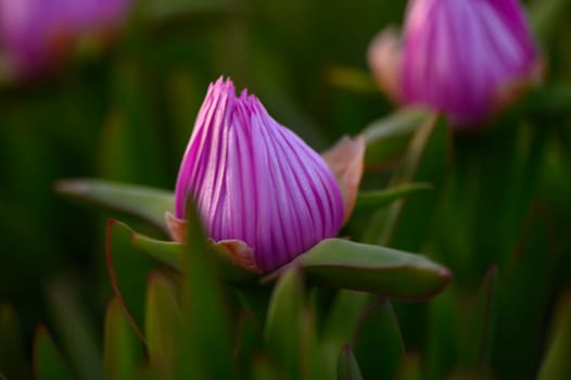 A delicate pink flower bud stands proudly above vibrant green leaves, capturing the soft glow of early morning light as the day begins in a peaceful garden.