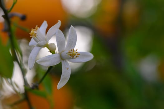 Delicate white blossoms emerge among lush greenery, capturing the essence of spring. The bright orange backdrop adds a warm touch to this serene garden moment, inviting nature's beauty.