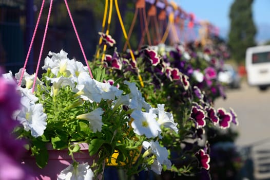 Brightly colored hanging flower pots filled with lush petunias create a cheerful atmosphere along a sunny street, inviting passersby to enjoy the floral beauty in the lively town.