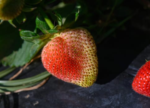 A close-up view of strawberries in various stages of ripeness showcases their vivid colors and textures. Sunlight enhances their natural beauty on a bright summer afternoon.