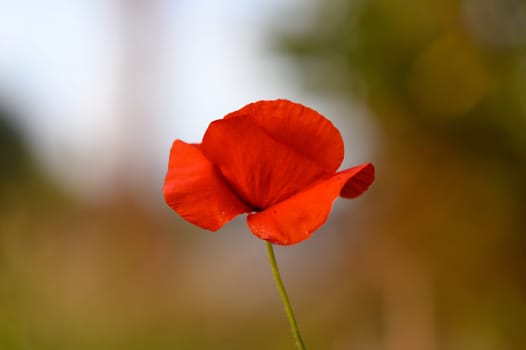 A single red poppy stands tall against a blurred background, showcasing its delicate petals. Sunlight dances on the flower, illuminating its vivid color. Nature thrives in this tranquil setting.