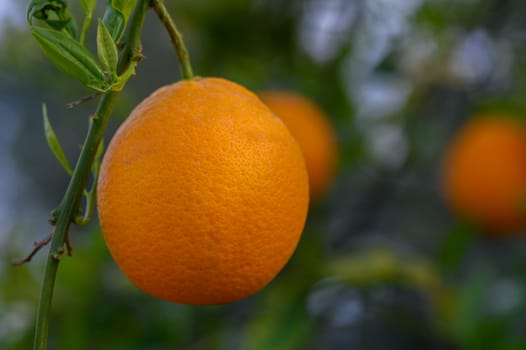 Lush greenery surrounds a vibrant orange fruit that stands out against its leafy backdrop. Rays of sunlight illuminate the orchard, creating a tranquil atmosphere.