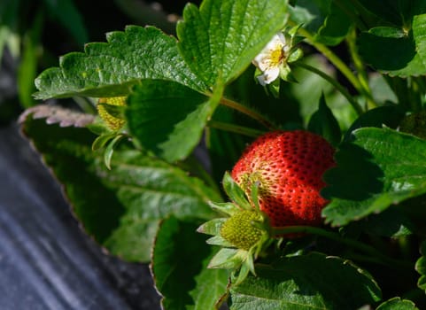 A ripe strawberry stands out against the rich green foliage, with delicate white blossoms nearby, capturing the essence of a thriving garden in early summer light.