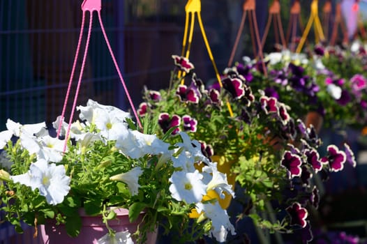 In a cheerful garden, hanging baskets overflow with colorful petunias and white blooms, showcasing nature's artistry in bright sunlight during a warm afternoon.