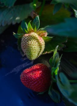 Bright red strawberries rest amidst vibrant green foliage, showcasing the contrast between ripe and unripe fruit. Sunlight gently bathes the garden, highlighting nature's bounty.