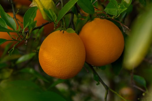 Lush green foliage surrounds vibrant oranges, perfectly ripened and ready for harvest. Sunlight filters through the leaves, illuminating this bountiful display in a serene orchard.