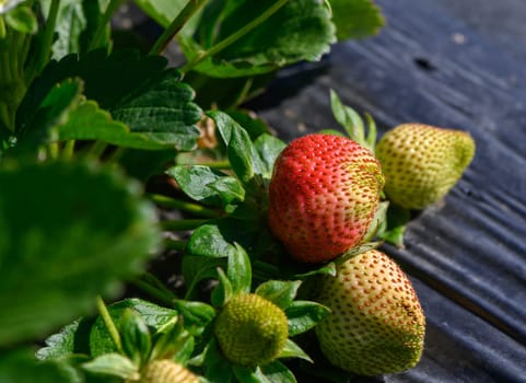 Clusters of strawberries develop in various stages of ripeness, with bright red and green hues shining under the warm morning sunlight.