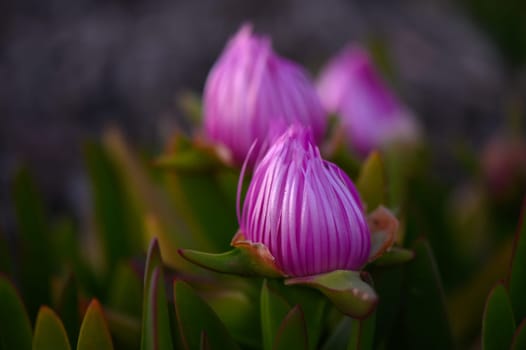 Vibrant pink blossoms rise from lush green foliage under the golden light of sunset. A gentle breeze stirs as nature awakens, creating a moment of calm and beauty by the sea.