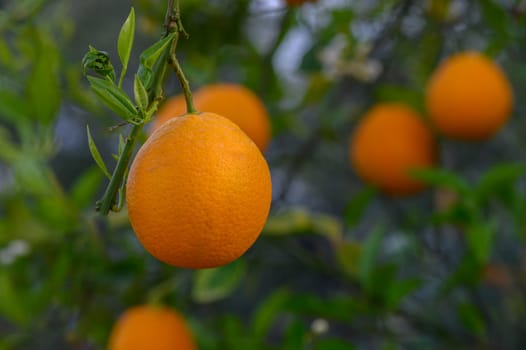 Ripe oranges dangle gracefully from verdant branches, bathed in warm sunlight.