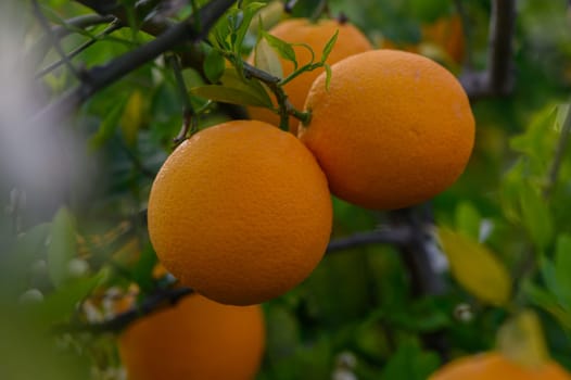 Golden oranges hang from verdant branches, basking in soft evening light. The grove is alive with nature's beauty, a tranquil moment captured in the fading day.