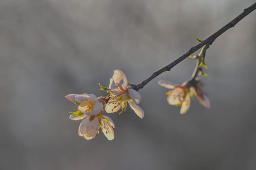 Blossoms on almond trees. Flowering almond trees in almond orchard. Concept of budding trees in spring. The concept of growing and orchard farming. Petals of flowers on almond trees at twilight.