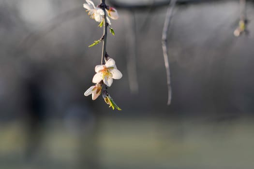Blossoms on almond trees. Blooming almond trees in almond orchard. Concept of flowering trees in spring. The concepts of farming and planting. Close-up, macro image.