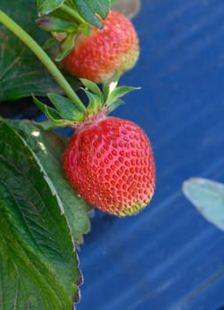 Plump red strawberries dangle from green foliage, basking in the warm sunlight of a sunny afternoon in a lush garden, promising sweetness and flavor.