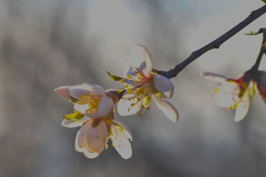 Blossoms on almond trees. Blooming almond trees in almond orchard. Concept of flowering trees in spring. The concepts of farming and planting. Close-up, macro image.