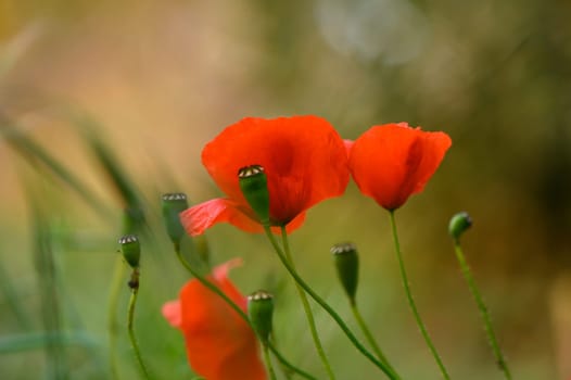 Bright red poppies sway gracefully in a tranquil meadow, catching the light of the warm sun. Surrounded by soft greenery, they create an enchanting scene full of life and color.